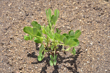 天空の農園の落花生
