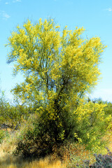 Palo Verde Tree, Sonora Desert, Spring and in bloom