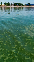 Algae float on the surface of the water in the Black Sea, a toxic blue-green algae (Nodularia spumigena)