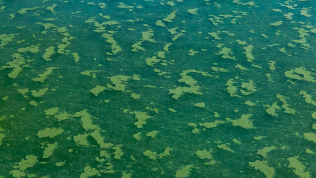 Algae float on the surface of the water in the Black Sea, a toxic blue-green algae (Nodularia spumigena)