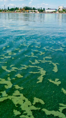 Algae float on the surface of the water in the Black Sea, a toxic blue-green algae (Nodularia...