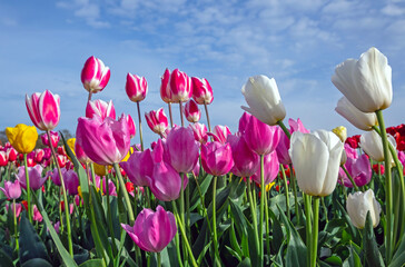 Blossoming multi colored tulips in the fields in the Netherlands in spring