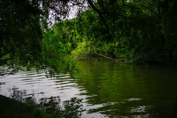 Deep vegetation on the banks of a river