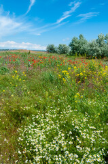 Obraz premium Blooming steppe, red poppy flowers and medicinal chamomile, Ukraine