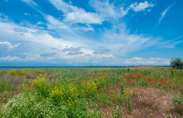 Blooming steppe, red poppy flowers and medicinal chamomile, Ukraine