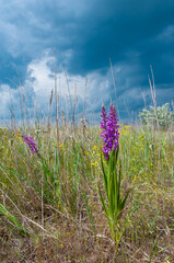 Orchis mascula - early-purple orchid, flowering plants from the steppe