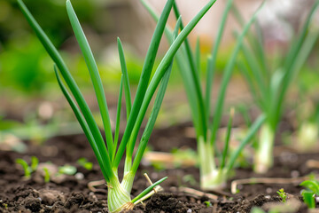 Obraz premium A bunch of green onions are growing in the dirt. spring onions growing in the garden