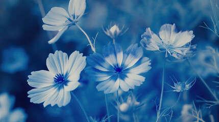 Blue background with cosmos flowers, a blue color theme cyanotype style