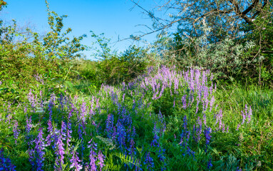 Dry feather grass Ukrainian steppe on the slopes of the Tiligul estuary, Ukraine