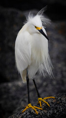 Snowy Egret