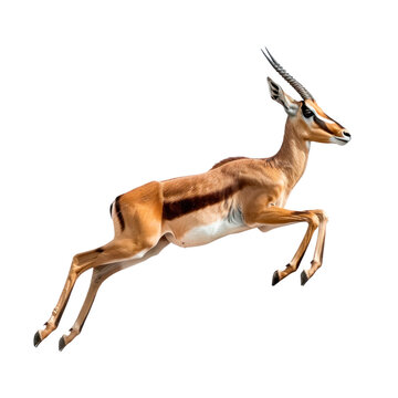 Antelope jumping. Isolated on transparent background.