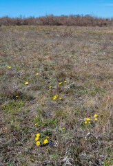 Adonis vernalis - spring pheasant's, yellow pheasant's eye, disappearing early blooming in spring among the grass in the wild