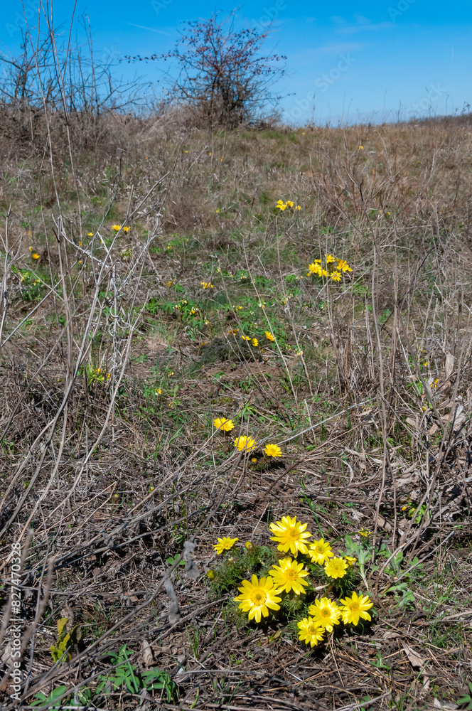 Wall mural Adonis vernalis - spring pheasant's, yellow pheasant's eye, disappearing early blooming in spring among the grass in the wild