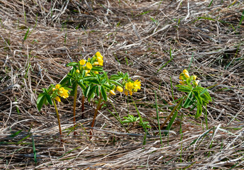 Gymnospermium odessanum - Ephemeral flowers, yellow primroses in the wild