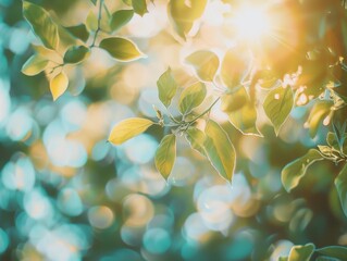 Fototapeta premium Sunlight shining through the tops of the leaves