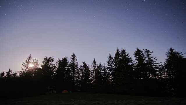 The night sky at the full moon, The moon shines through the trees at the edge of the forest