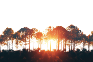 A breathtaking sunset casting long shadows across a tranquil forest, with the treeline silhouetted against the vibrant sky, captured in stunning photorealism and isolated on  white background.