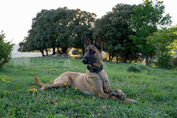 Pastor Belga Malinois tumbado