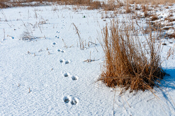 Traces of wild animals in the snow on the bank of the Tiligul Estuary in winter, Ukraine