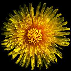 Kwiat Mniszka Lekarskiego  © Karol