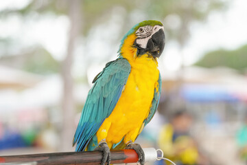 Blue gold macaw parrot standing on a perch.