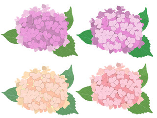 ピンク系紫陽花4色セット（A）