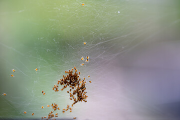 Lots of spider babies in the web
