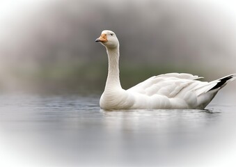 Obraz premium White goose isolated.