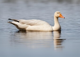 White goose isolated.