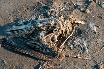 Dead bird on the muddy shore of the Kuyalnik estuary.