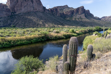 Young saguaro cacti growing above the Salt River, outside of Mesa, Arizona. 