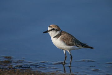 An adult Kentish plover (Anarhynchus alexandrinus) shot in soft light on the shore of a blue estuary close-up