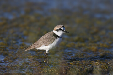 An adult Kentish plover (Anarhynchus alexandrinus) shot in soft light on the shore of a blue estuary close-up