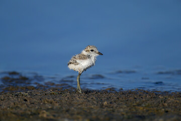 Kentish plover (Anarhynchus alexandrinus) chick shot in soft light on the shore of a blue estuary, close-up alone and with its male parent