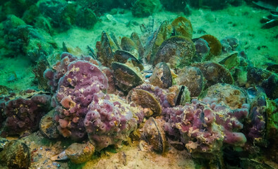 Pink sea sponges Halichondria (Spongia) on the reefs in the Black Sea