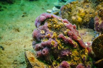 Pink sea sponges Halichondria (Spongia) on the reefs in the Black Sea