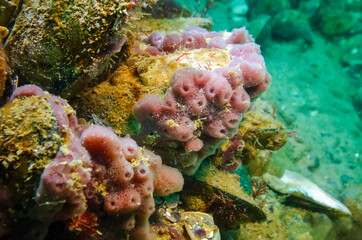 Pink sea sponges Halichondria (Spongia) on the reefs in the Black Sea