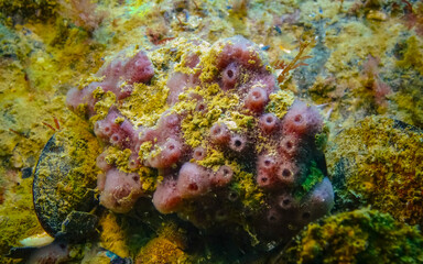 Pink sea sponges Halichondria (Spongia) on the reefs in the Black Sea