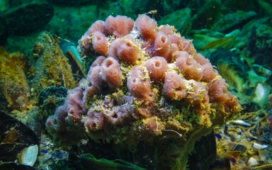 Pink sea sponges Halichondria (Spongia) on the reefs in the Black Sea