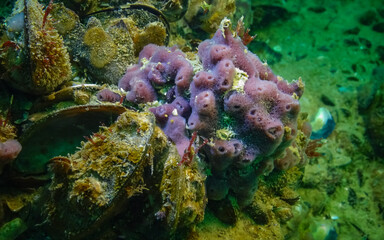 Pink sea sponges Halichondria (Spongia) on the reefs in the Black Sea