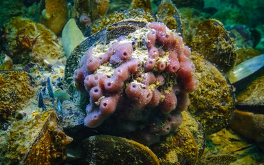 Pink sea sponges Halichondria (Spongia) on the reefs in the Black Sea
