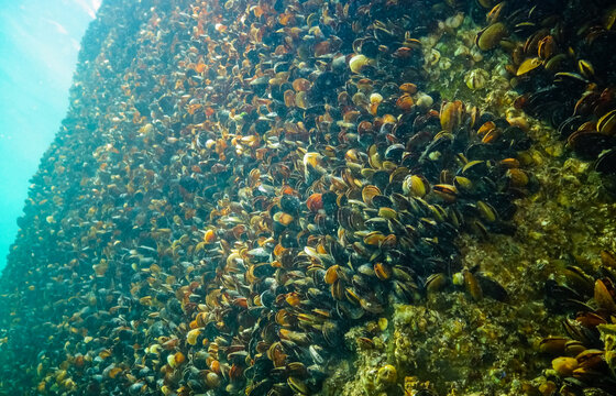 Mediterranean mussel (Mytilus galloprovincialis) on the seabed in the Black Sea