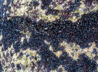 Strong water surge in the Black Sea, coastal mussels were above the water level, the death of mollusks in the air