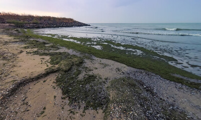Accumulation of rotting green algae Cladophora sp. in storm emissions on the seashore
