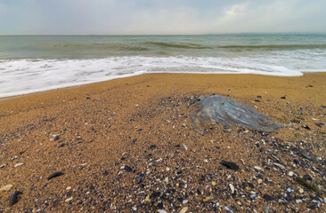 Dead jellyfish Rhizostoma pulmo washed up by a storm on the sandy shore