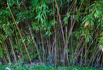 Bamboo grove in a city park in Nantes, France