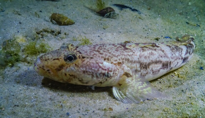 Sea fish Knout goby (Mesogobius batrachocephalus) lies on the bottom covered with seashells