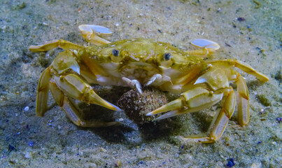 Liocarcinus holsatus, crab trying to eat hermit crab in the Black Sea