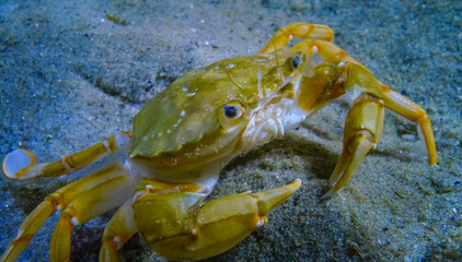 Сrabs (Liocarcinus holsatus), On the sand in the Black Sea, rear view