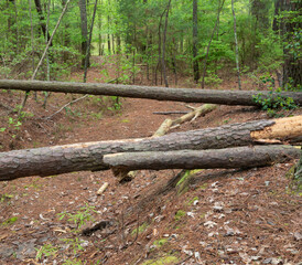 Deadfall making a trail hard to follow